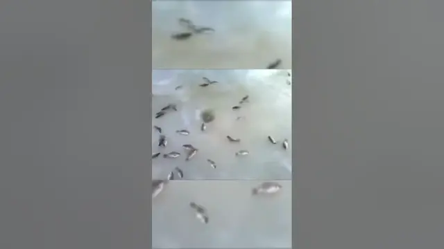 'Video thumbnail for Ice fishing Down in a hole 3 #fishingfails #fishing #fails'