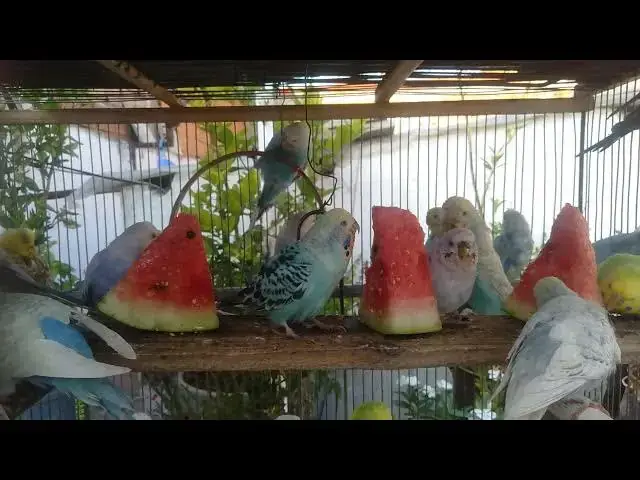 'Video thumbnail for Budgerigar Training Tips Teach Your Bird to Talk!'