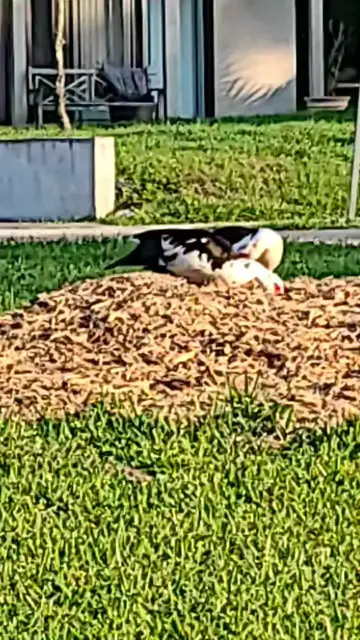 'Video thumbnail for Local neighborhood birds!?'