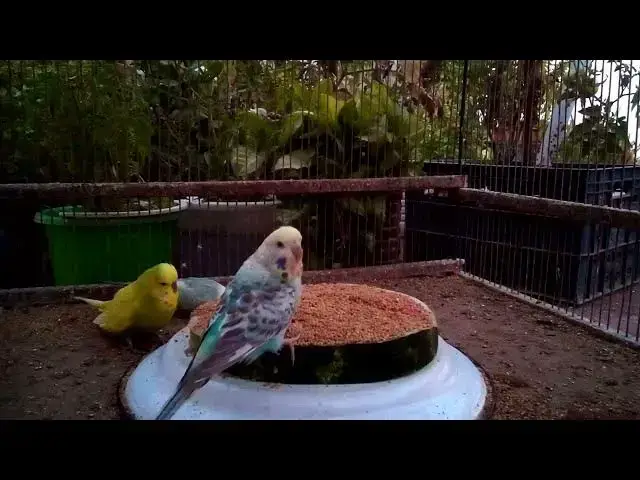 'Video thumbnail for Fluffy Budgie Close Ups 💕🐤  So Beautiful You’ll Cry!'