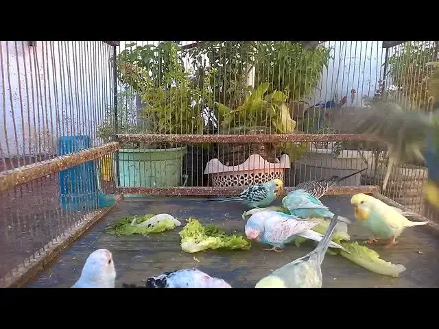 'Video thumbnail for Unlock the Secrets of Rainbow Parakeets Your Ultimate Companion Guide!'