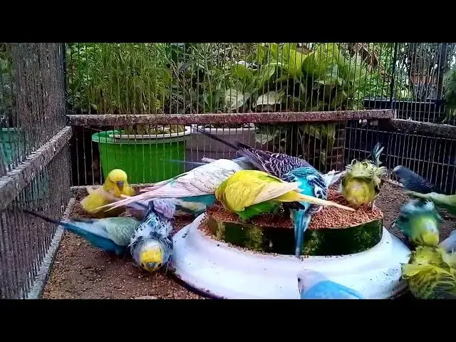 'Video thumbnail for Budgie Fashion Show 🌟👑  The Most Gorgeous Feathers'