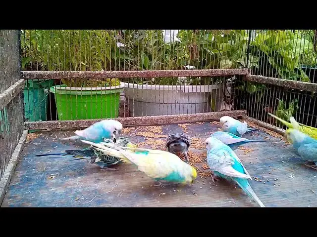 'Video thumbnail for 😂 Parrot's Evil Laugh Is DISTURBINGLY Good! 🦜'