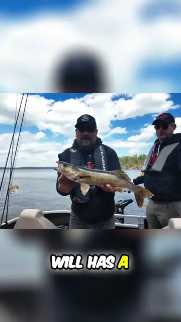 'Video thumbnail for Throwing Back Your Shorelunch?! #fishing #fishncanada #walleye #shorelunch #catchandcook'