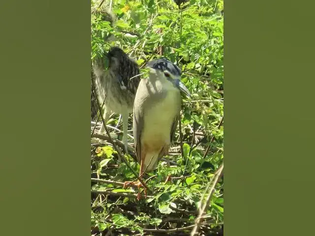 'Video thumbnail for all baby birds sound at fields 1 6'
