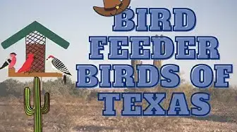 'Video thumbnail for Most common bird feeder birds of Texas'