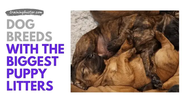 'Video thumbnail for Dog Breeds with the Biggest Puppy Litters'