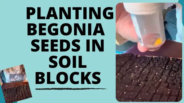 'Video thumbnail for Planting Begonia Viking Explorer Rose On Green Seeds In Soil Blocks 2022 AAS National Winner'