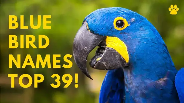 'Video thumbnail for Blue Bird Names 39 BEST & TOP & GREAT Names For Blue Birds'
