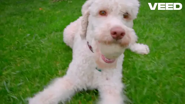 'Video thumbnail for Unlock Your Dog's Happiness with Toys!'