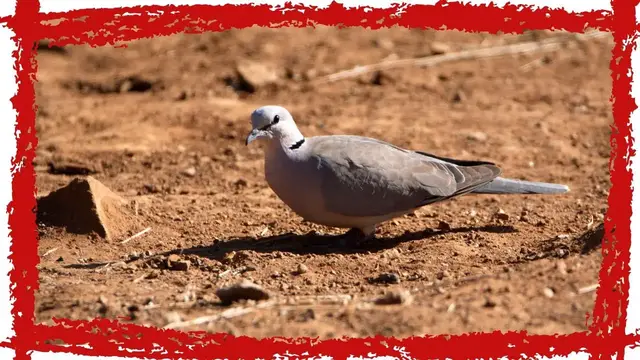 'Video thumbnail for Ring-necked Dove (Streptopelia capicola) Call & Song| Ring necked Dove Sound |Ring-necked Dove Video'