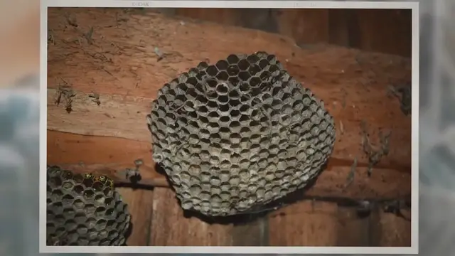 'Video thumbnail for Does WD40 Kill Wasps? Surprising Answer '