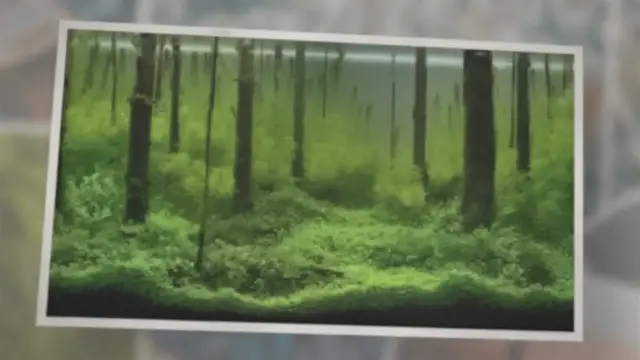 'Video thumbnail for How to get rid of green hair algae'