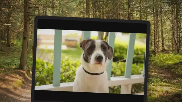 'Video thumbnail for 5 Best GPS Dog Collars and Trackers Reviews (2022)'