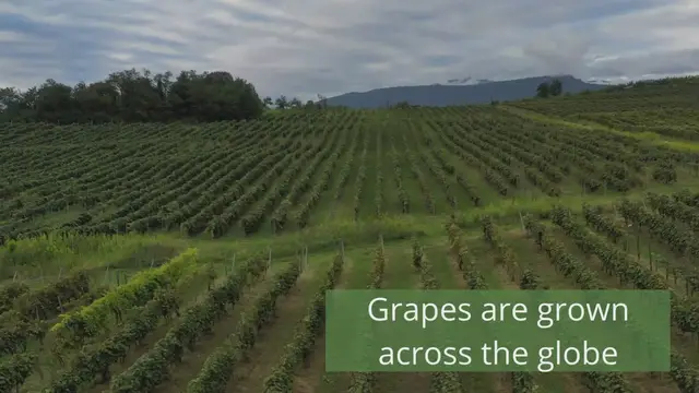 'Video thumbnail for How do you grow cotton candy grapes?'