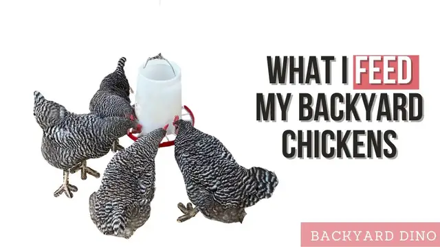 'Video thumbnail for What to Feed Your Backyard Chickens'