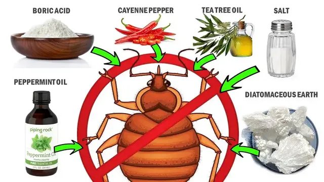 'Video thumbnail for How To Get Rid Of Bed Bugs Naturally | Fast & Effective Home Remedies'