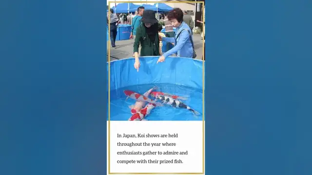 'Video thumbnail for Nobody Knows  The Role of Butterfly Koi in Traditional Japanese Culture'