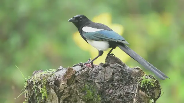 'Video thumbnail for Magpies Eating Video'