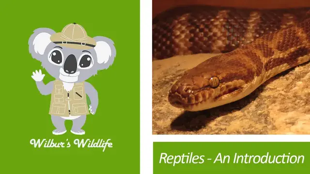 'Video thumbnail for Reptiles - An Introduction'