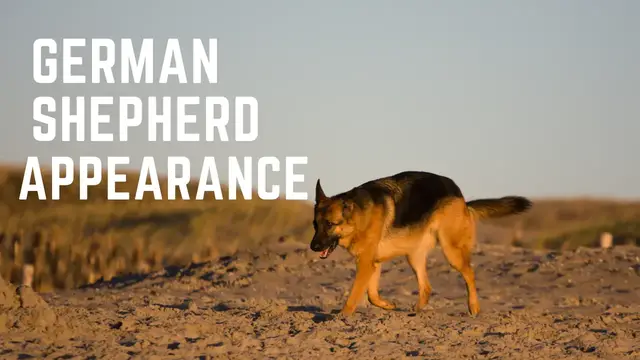'Video thumbnail for German Shepherd apperance'
