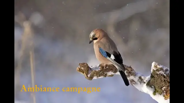 'Video thumbnail for Chants d'oiseaux à la campagne | Se détendre avec les OISEAUX'