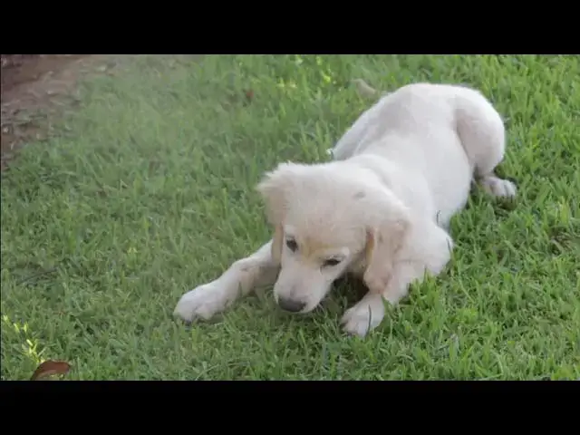 'Video thumbnail for Can Your Dog Give You Worms? Understanding and Preventing Zoonotic Parasites'