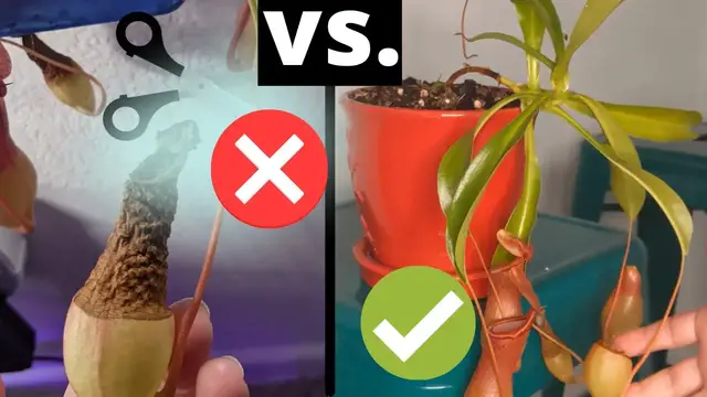 'Video thumbnail for How to Trim Nepenthes Pitcher Plants and Promote Their Growth 馃尶 - Pruning Guide'