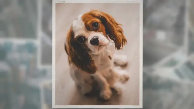 'Video thumbnail for What Were Cocker Spaniels Bred For? [Answered]'