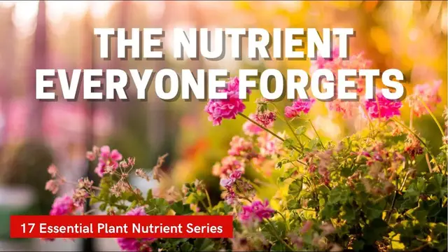 'Video thumbnail for Why Zinc Is Important To Plants. The 17 Essential Plant Nutrients! Ep 16'