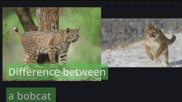 'Video thumbnail for Difference between a Bobcat and a Mountain Lion'
