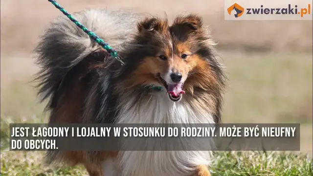 'Video thumbnail for Owczarek szetlandzki, czyli sheltie – opis rasy'