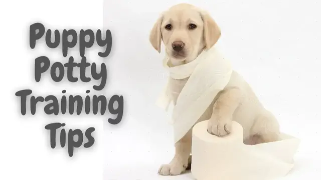 'Video thumbnail for Puppy Potty Training Tips For New And Experienced Dog Owners | Cute Dog Videos | Pawesomepuppy'