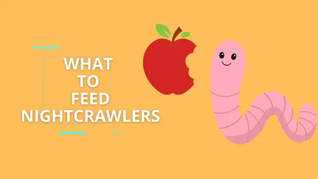 'Video thumbnail for The Nightcrawler Diet – What To Feed Nightcrawlers'