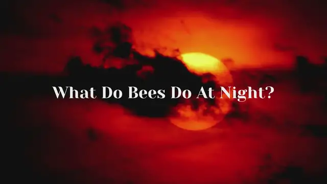 'Video thumbnail for What Do Bees Do At Night?'