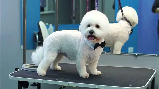 'Video thumbnail for Bichon frise – opis rasy'