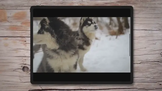 'Video thumbnail for 27 Dog Jobs That Make Life Better For Humans'