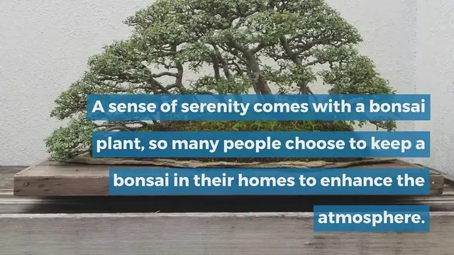 'Video thumbnail for Naming Your Bonsai'