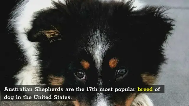 'Video thumbnail for Australian Sgepherd Dogs'