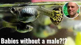 'Video thumbnail for Can Female Guppies Have Babies Without a Male? HOW IS THIS EVEN POSSIBLE?'