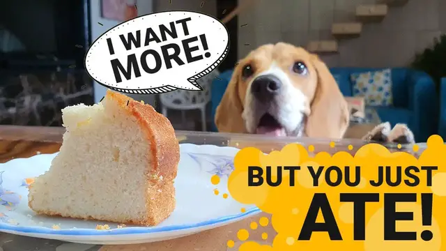'Video thumbnail for 4 Reasons Why Your Beagle is Always Hungry'