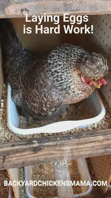 'Video thumbnail for CRESTED CREAM LEGBAR LAYING AN EGG'