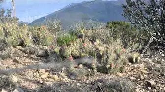'Video thumbnail for Cactus'