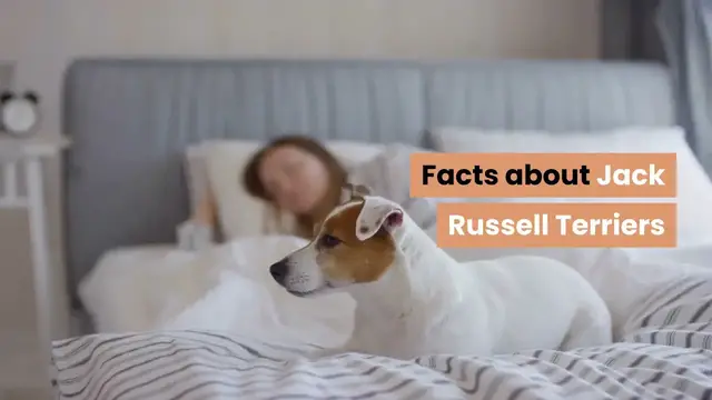 'Video thumbnail for Facts About Jack Russell Terriers'