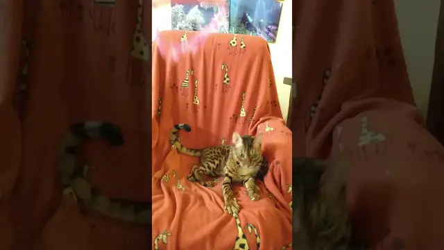 'Video thumbnail for Are Bengal cats energetic? #short'