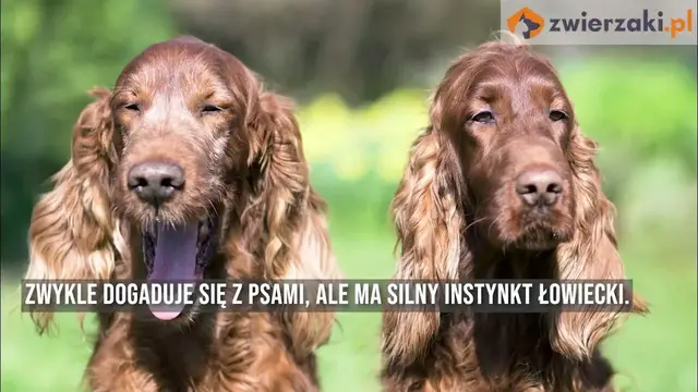 'Video thumbnail for Seter irlandzki – opis rasy'