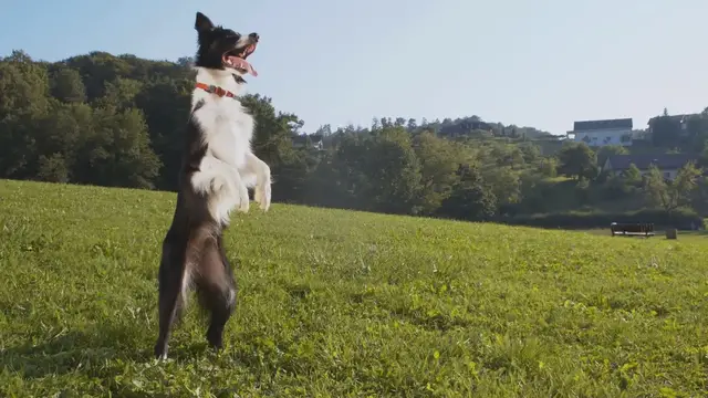 'Video thumbnail for Border Collie Temperament'