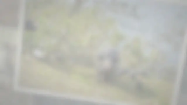 'Video thumbnail for What Do Wild Boars Eat?'