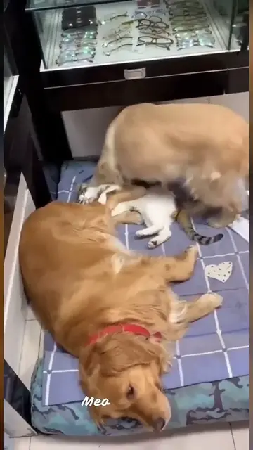 'Video thumbnail for Funniest Dog and Cat Videos You'll Ever See'