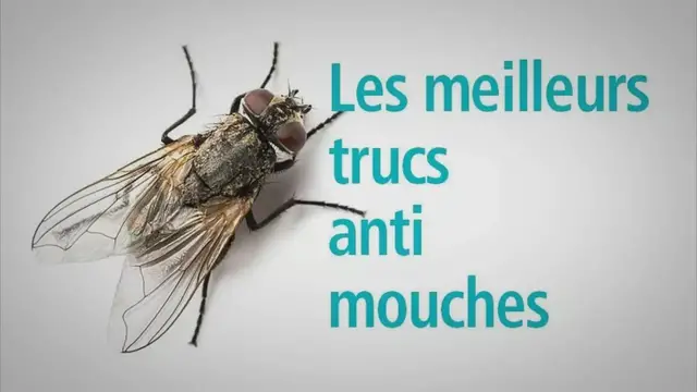 'Video thumbnail for 6 Astuces pour Faire Fuir les Mouches'